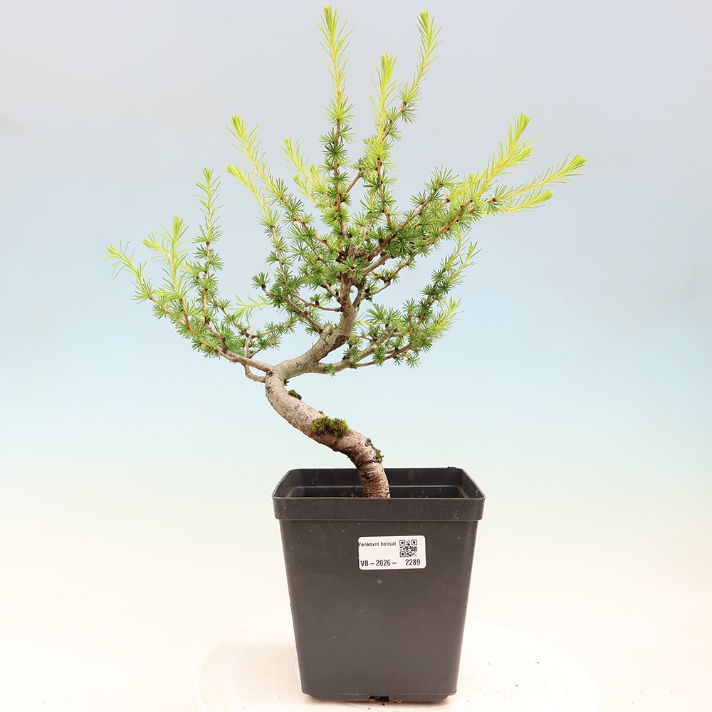 Bonsai zewnętrzne - Larix decidua - Modrzew