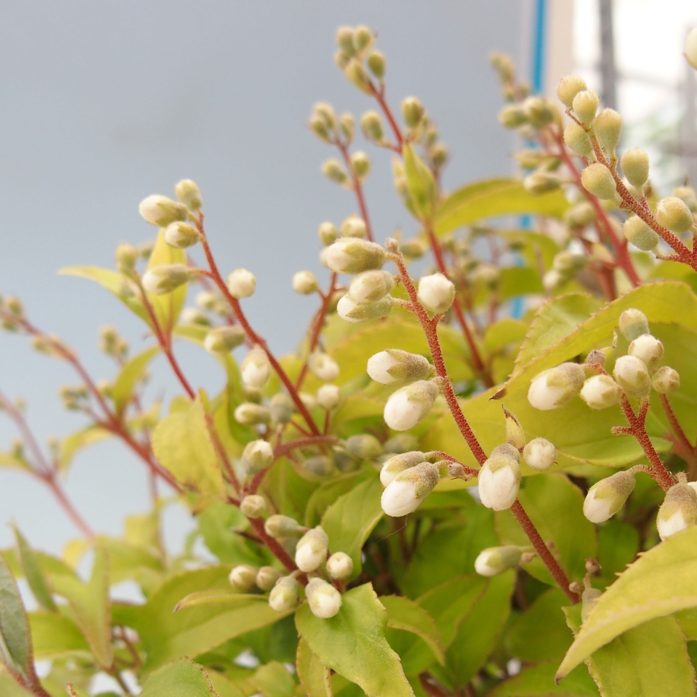 Bonsai zewnętrzne - Deutzia scabra Candidissima - Trojpuk
