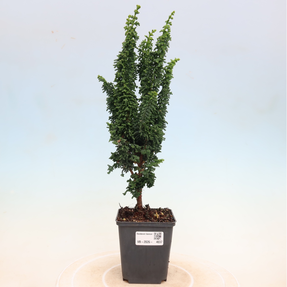 Bonsai zewnętrzne - Cham. obtusa SEKKA HINOKI - Cyprys