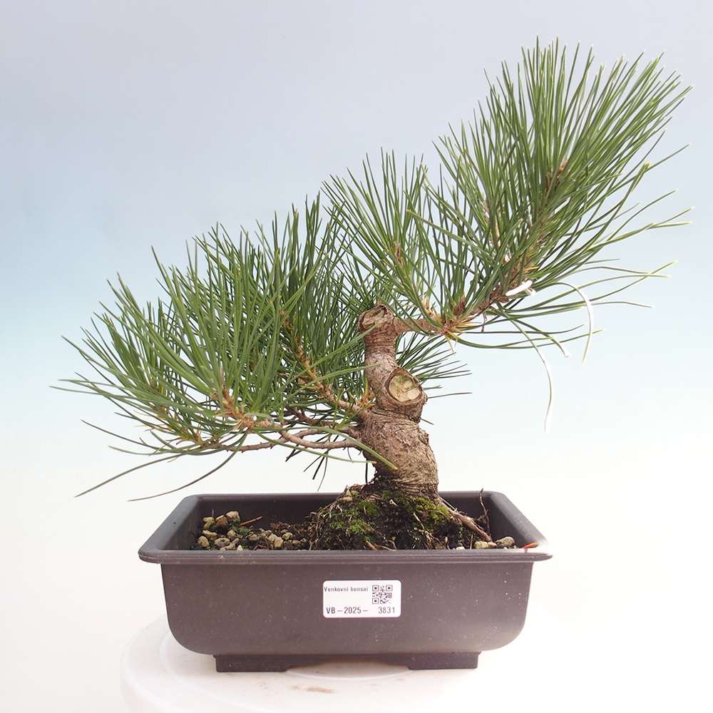 Outdoor bonsai - Pinus thunbergii - sosna Thunberga