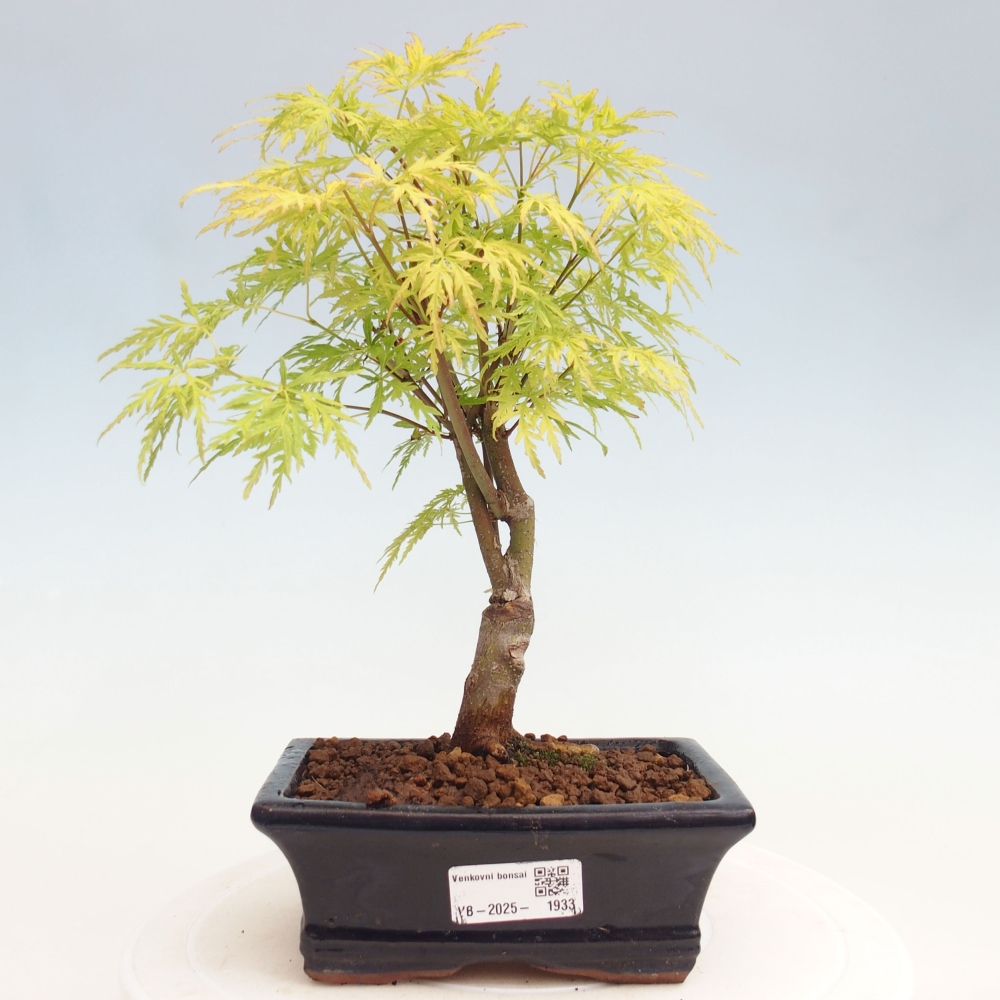 Outdoor bonsai - Acer palmatum Dissectum - Klon japoński 