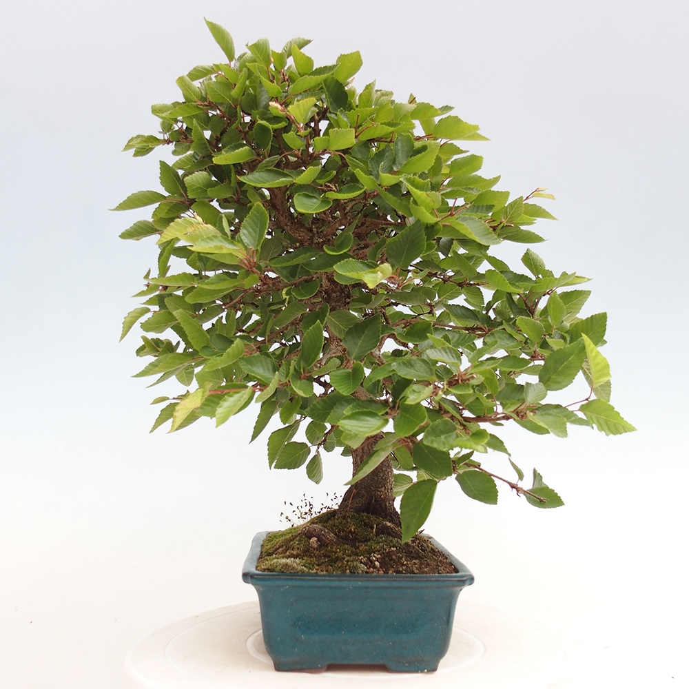 Bonsai plenerowe - Carpinus Coreana - grab koreański