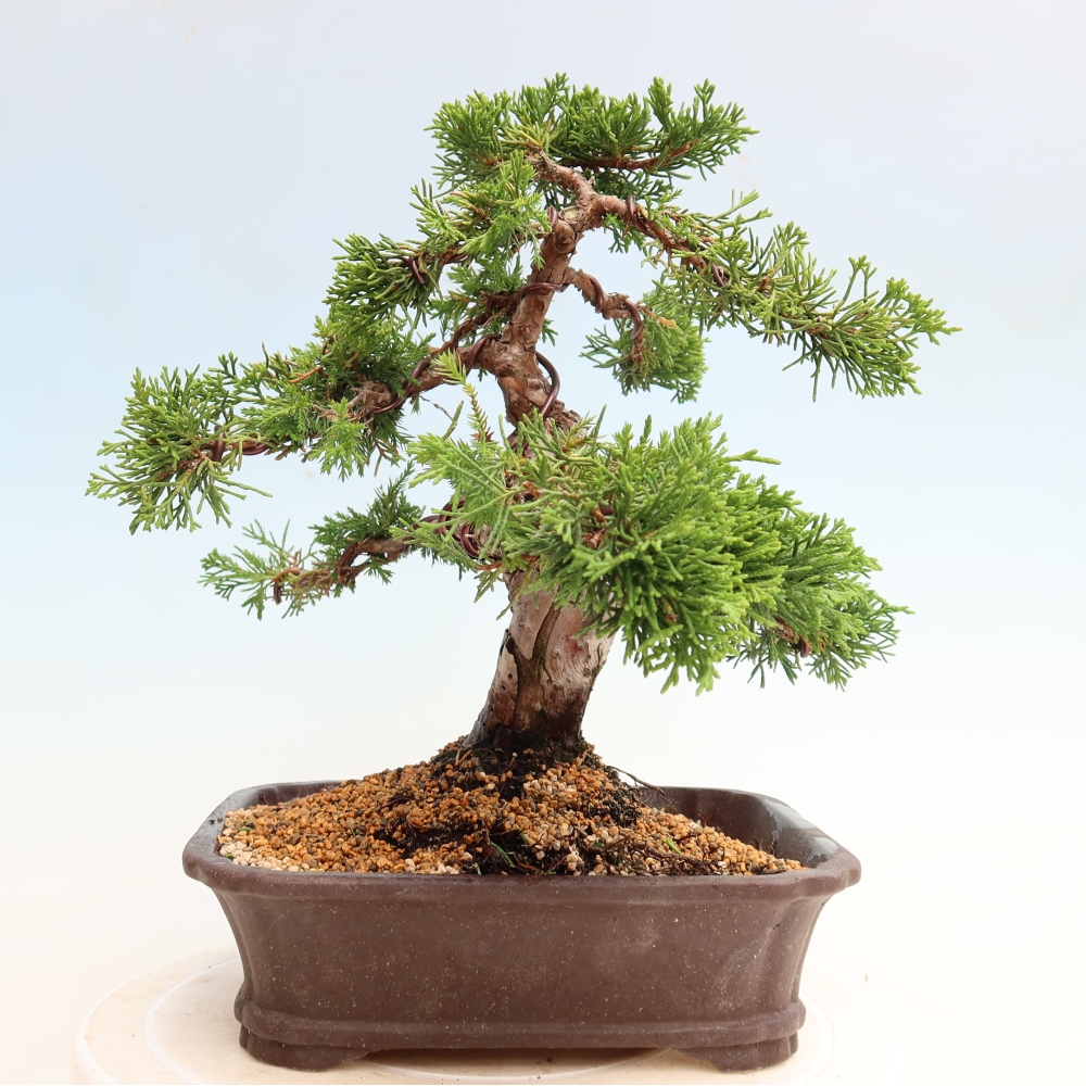 Bonsai ogrodowe – Juniperus chinensis Itoigawa – jałowiec chiński