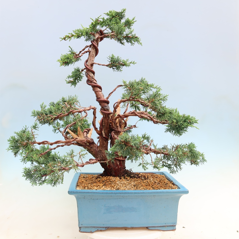 Outdoor bonsai - Juniperus chinensis Kishu