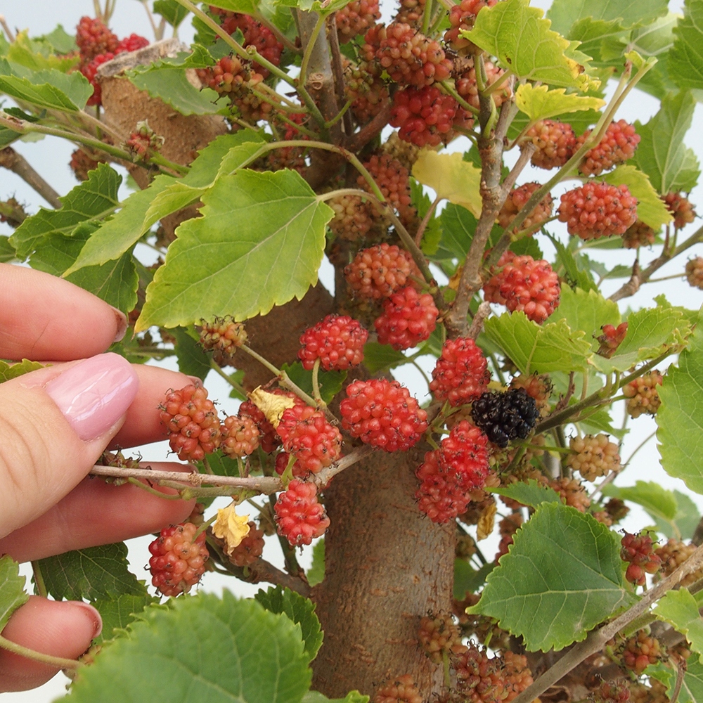 Bonsai outdoor - Morus alba - morwa