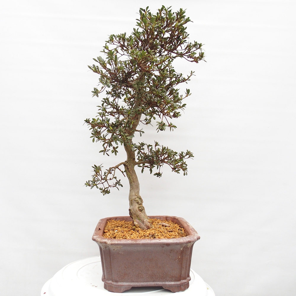 Bonsai zewnętrzne - Azalia japońska - Azalia satsuki