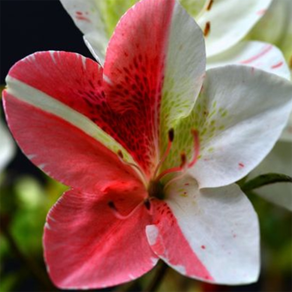 Bonsai zewnętrzne - Azalia japońska - Azalia Kisshoten