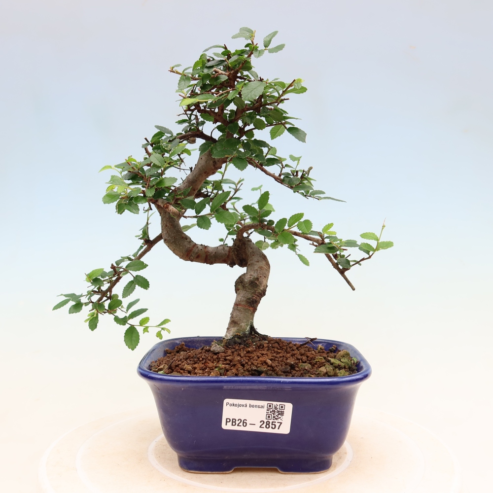 Pokój bonsai - Ulmus parvifolia - Wiąz drobnolistny