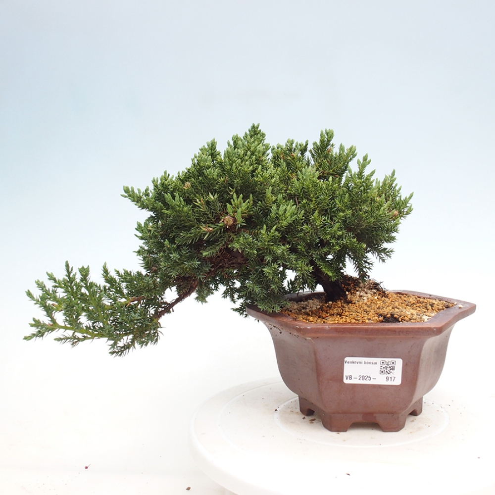 Bonsai na świeżym powietrzu - Juniperus procumbens - Jałowiec prostaty