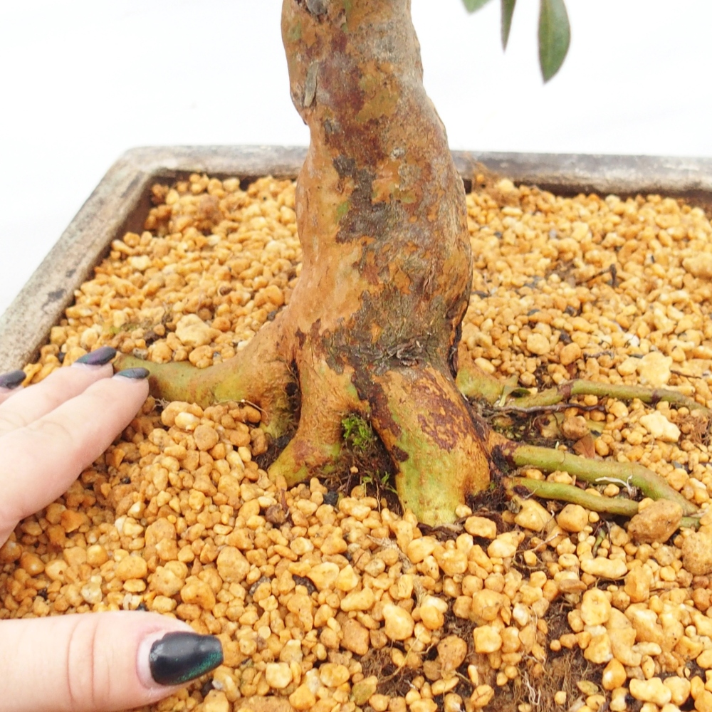 Bonsai zewnętrzne - Azalia japońska - Azalia Hanatsuzuri