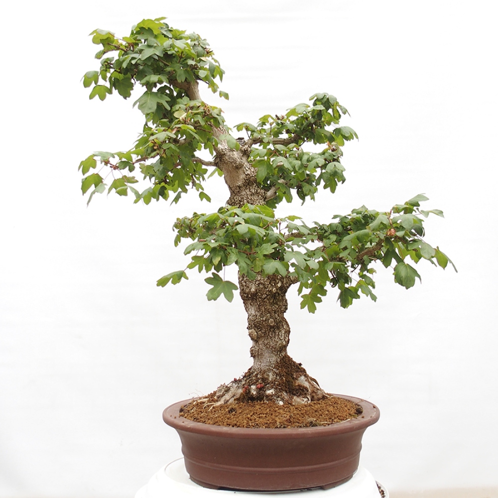 Bonsai zewnętrzne - Klon dziecięcy - Acer campestre