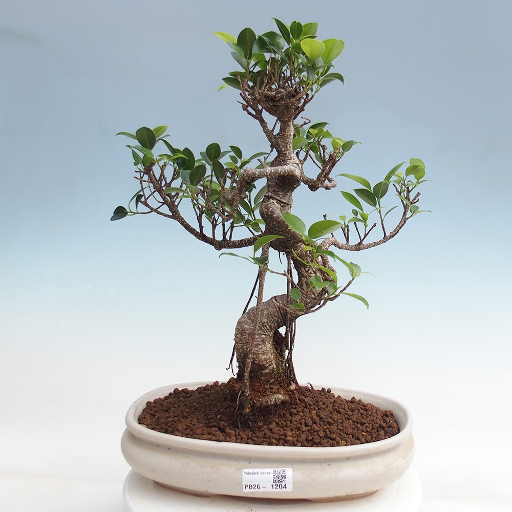 Pokój bonsai - Ficus kimmen - figowiec drobnolistny