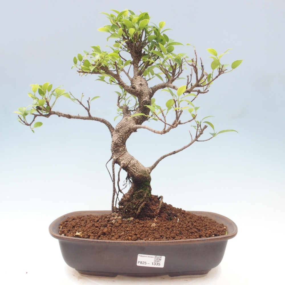 Kryty bonsai - Ficus kimmen - figowiec drobnolistny