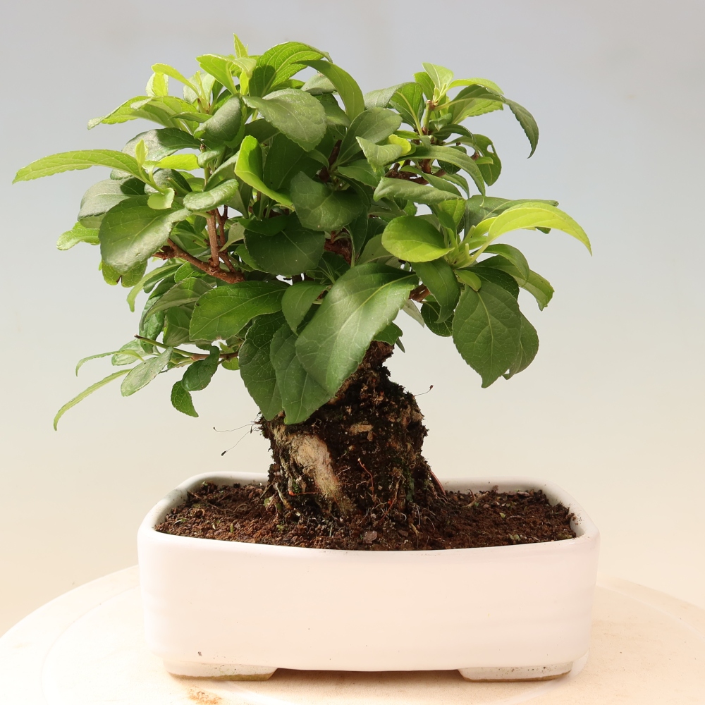 Bonsai zewnętrzne - Celastrus orbiculatus