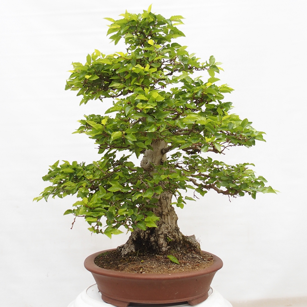 Bonsai zewnętrzne -Carpinus CARPINOIDES - grab koreański