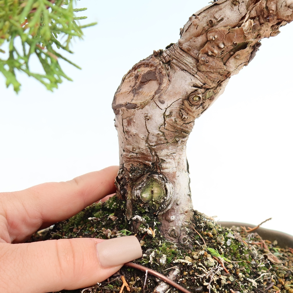 Bonsai ogrodowe – Juniperus chinensis Itoigawa – jałowiec chiński