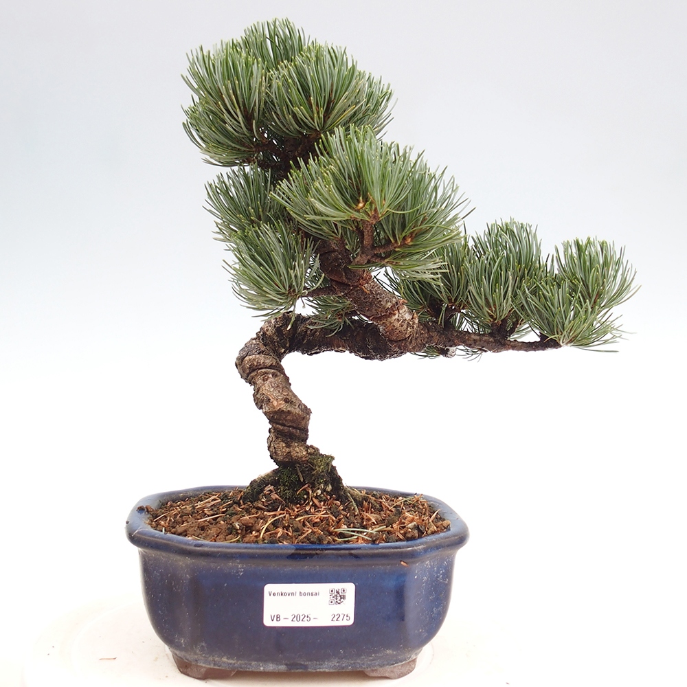 Outdoor bonsai - Pinus parviflora - Mała sosna