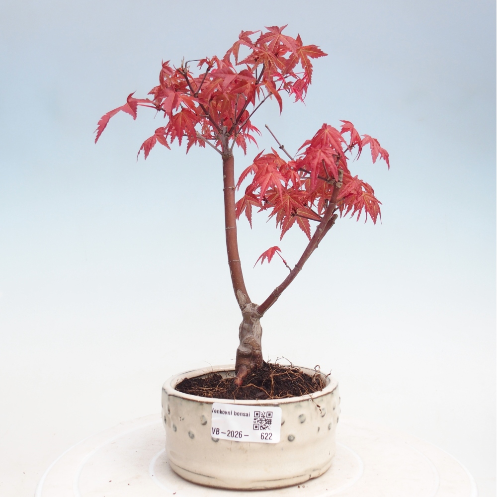 Outdoor bonsai - Acer palmatum DESHOJO