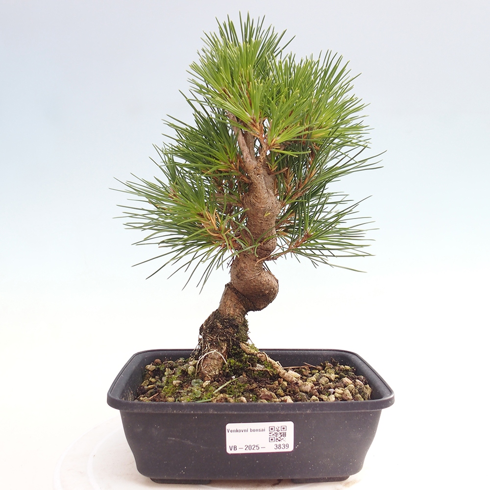 Outdoor bonsai - Pinus thunbergii - sosna Thunberga
