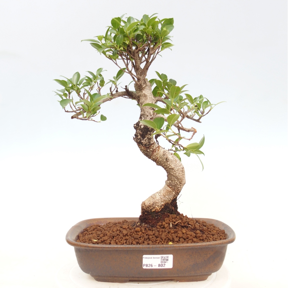 Pokój bonsai - Ficus kimmen - figowiec drobnolistny