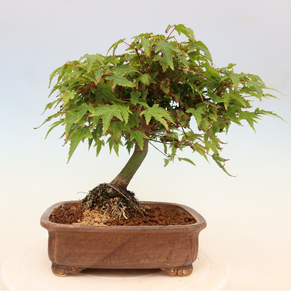 Acer palmatum KIOHIME - klon palmowy