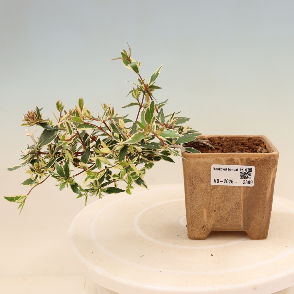 Bonsai ogrodowe – Abelia gr. Confetti – Abelia wielkokwiatowa