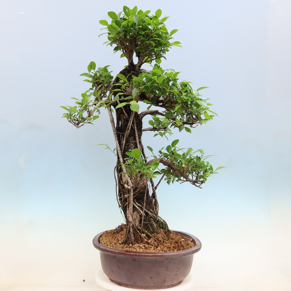 Pokój bonsai - Ficus kimmen - figowiec drobnolistny