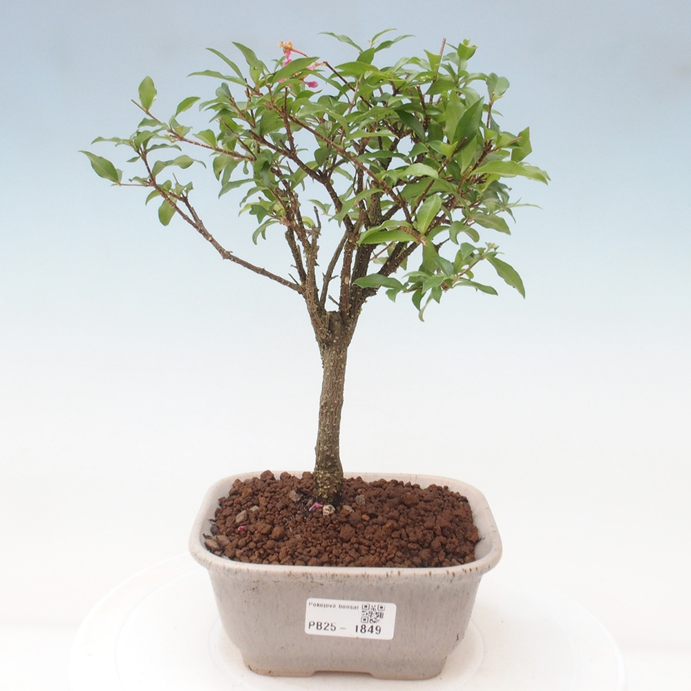 Bonsai pokojowe - Malpighia coccigera - Wiśnia Barbdorska
