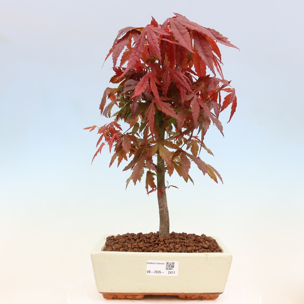 Bonsai na zewnątrz - Palma Acer. Atropurpureum-Javor palmate