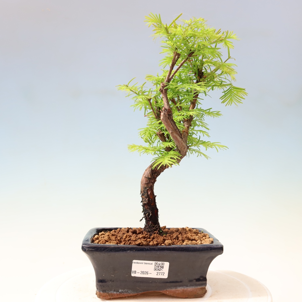 Outdoor bonsai - Metasequoia glyptostroboides - Metasekwoja chińska