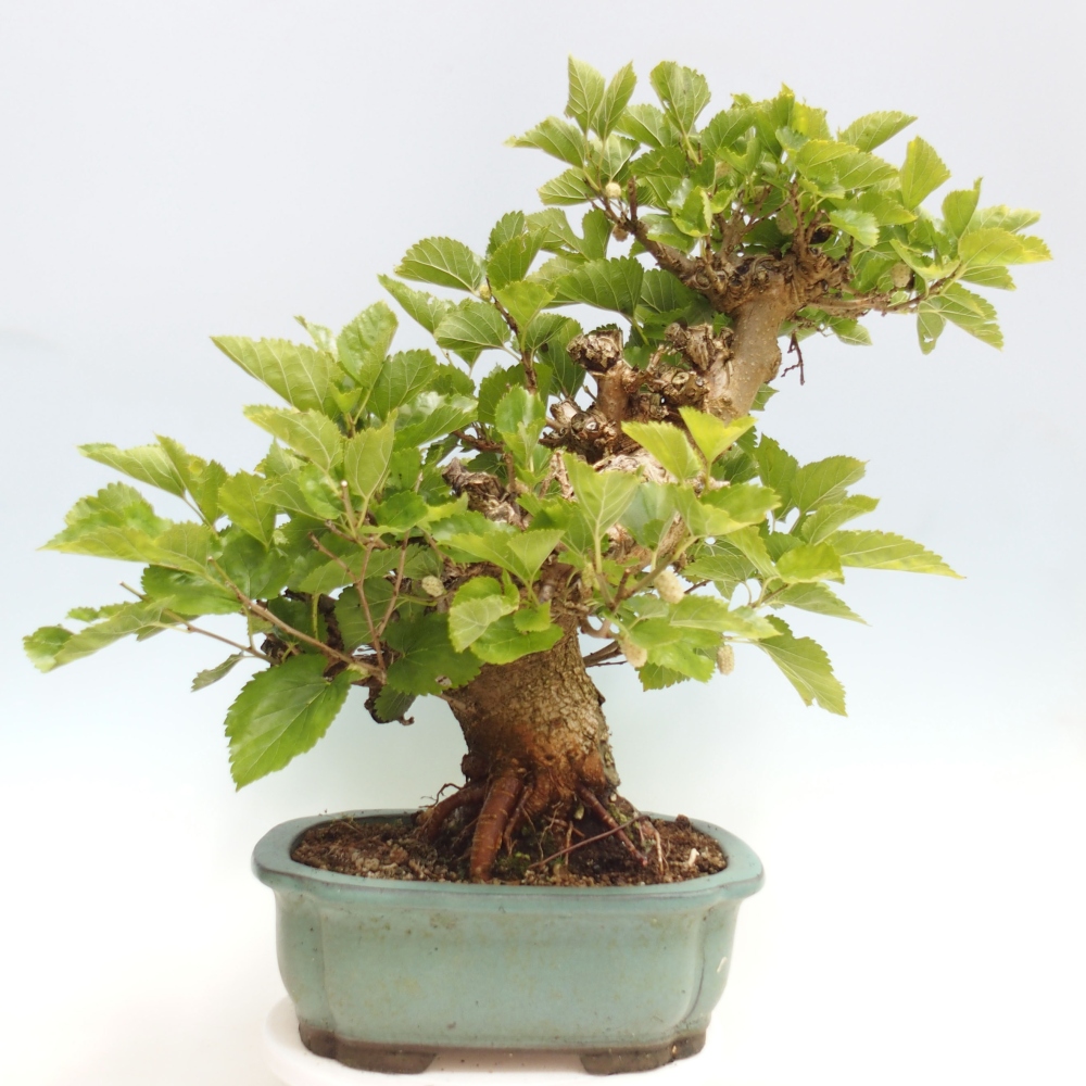 Bonsai outdoor - Morus alba - morwa