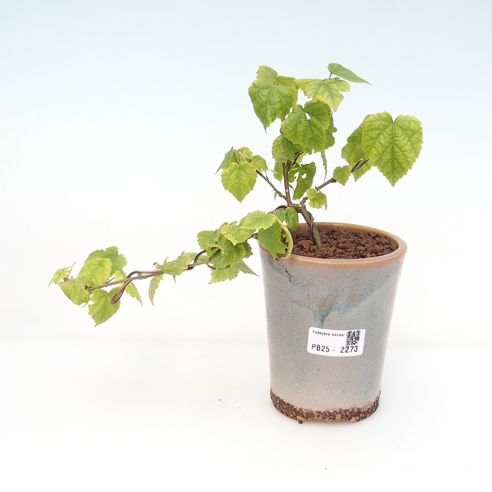 Bonsai do wnętrz - Abutilon Big Bell - Malina moroszka rzeczna