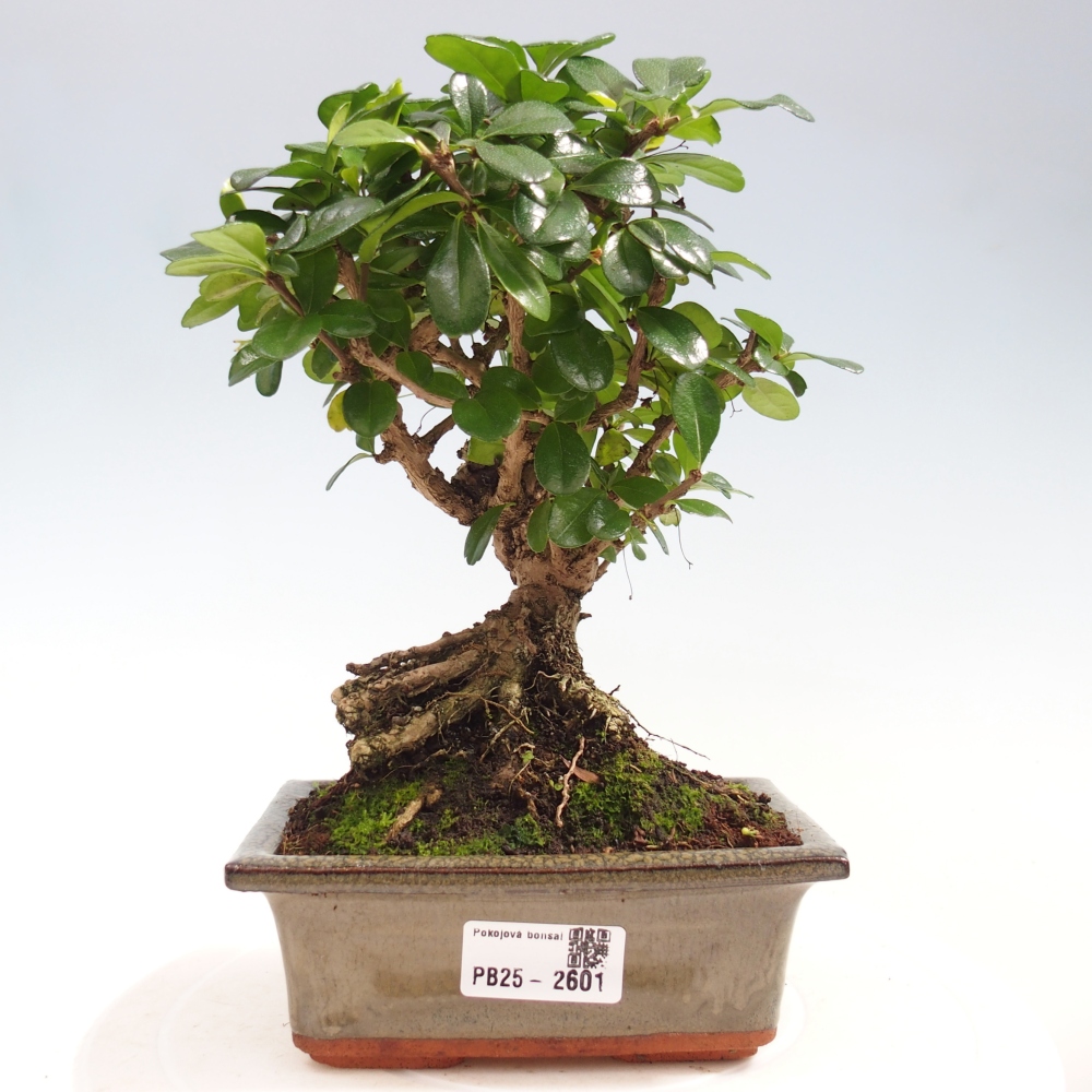 Bonsai wewnętrzne - Carmona makrophylla - Herbata Fuki