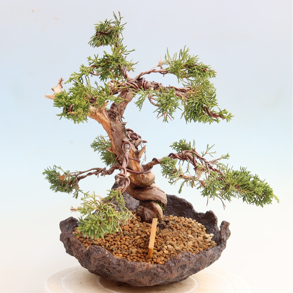 Bonsai ogrodowe – Juniperus chinensis Itoigawa – jałowiec chiński