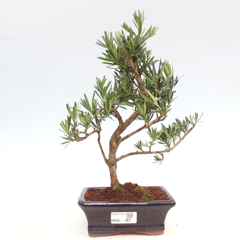 Kryty bonsai - Podocarpus - Kamienny tys