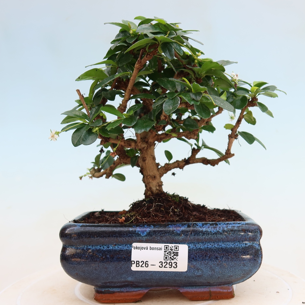 Bonsai pokojowe - Carmona macrophylla - Tea fuki