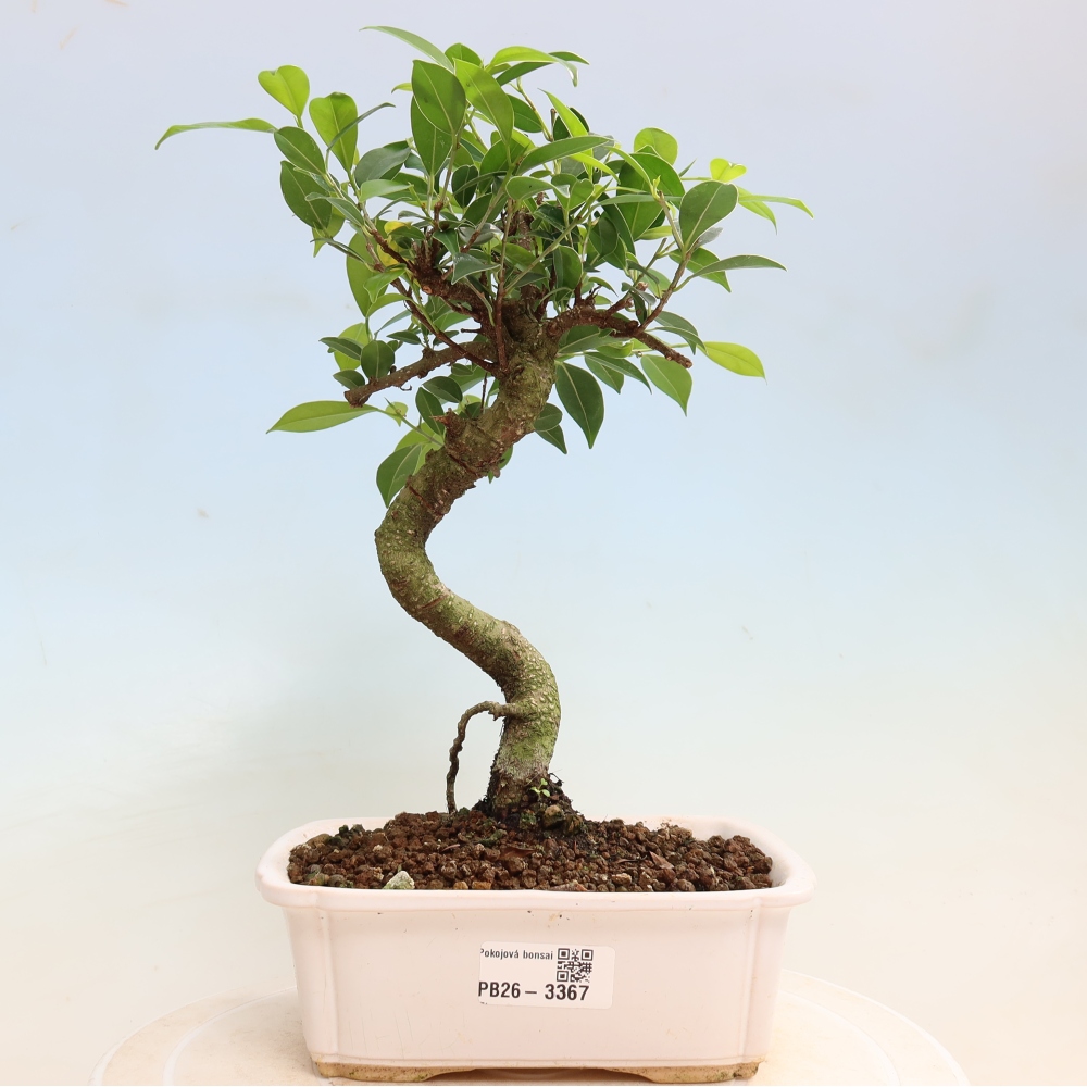 Pokój bonsai - Ficus kimmen - figowiec drobnolistny