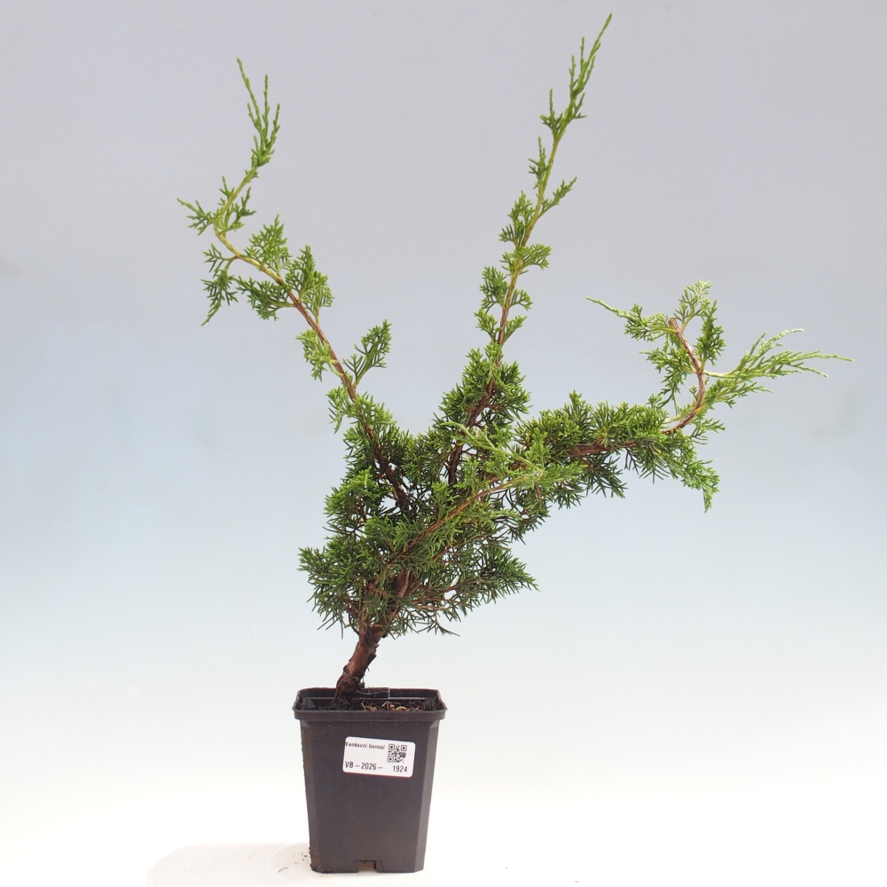 Outdoor bonsai - Juniperus chinensis Itoigawa