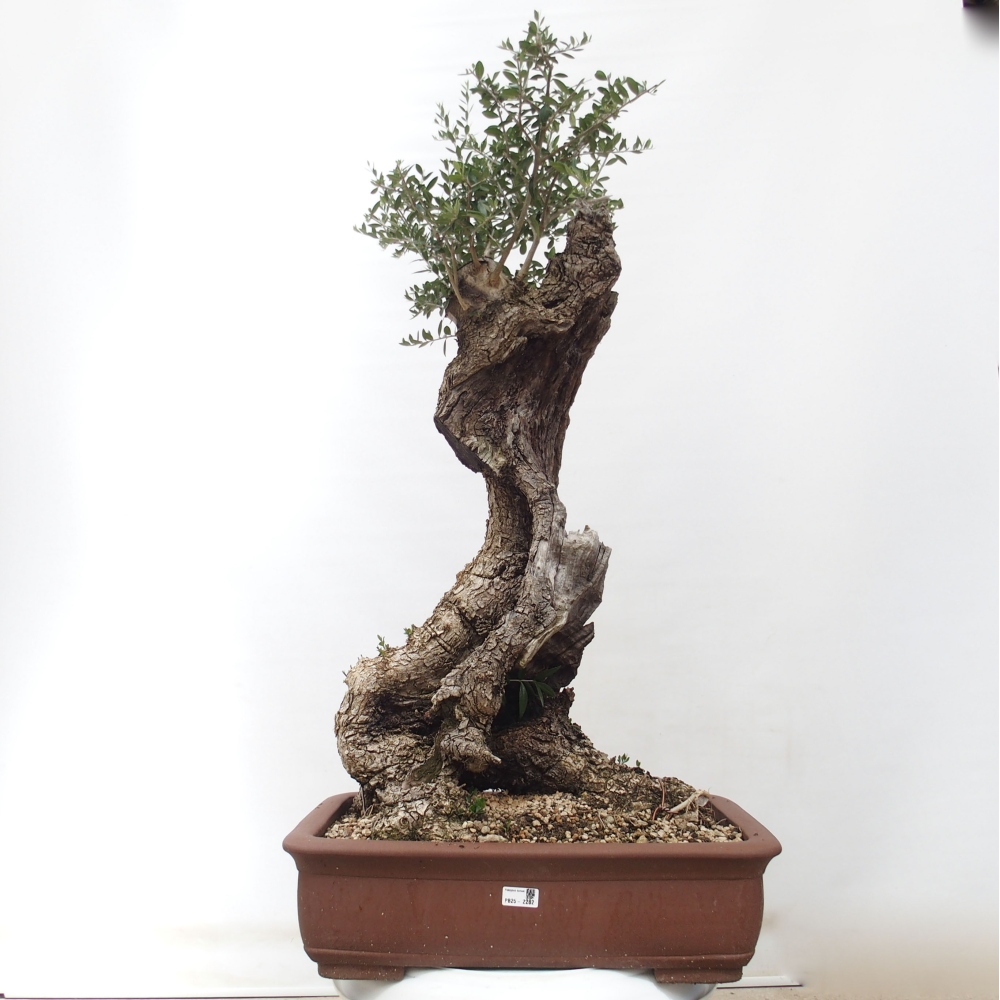 Kryte bonsai - Olea europaea sylvestris - Europejska oliwa z małych liści