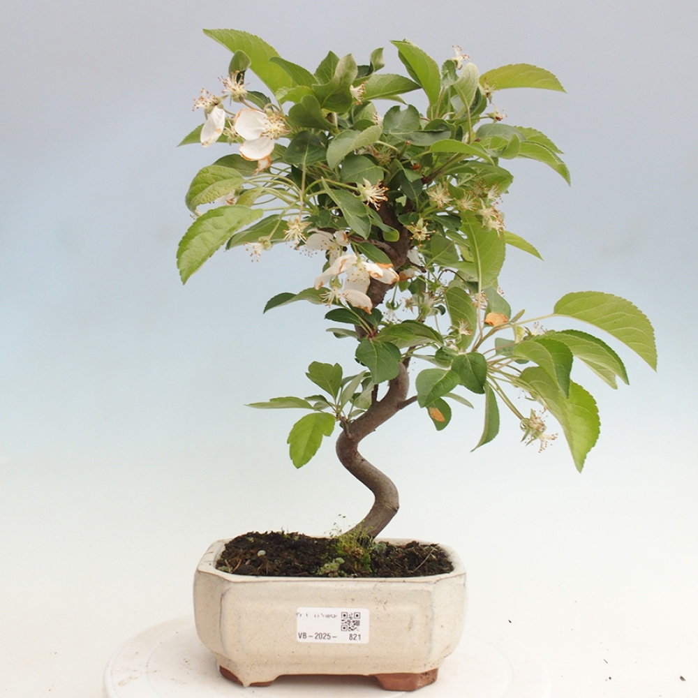 Bonsai plenerowe - Malus Halliana - Jabłoń drobnoowocowa