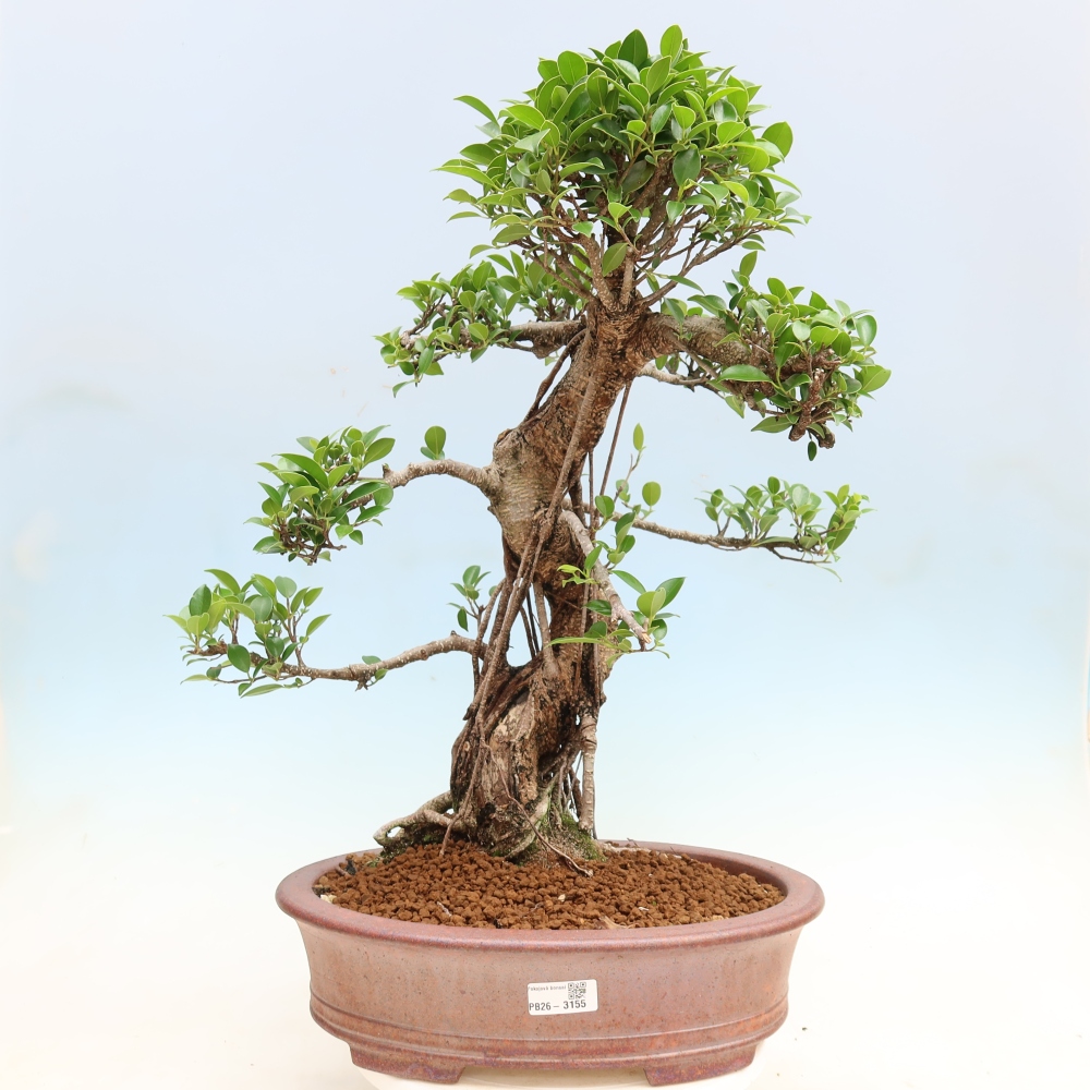 Pokój bonsai - Ficus kimmen - figowiec drobnolistny