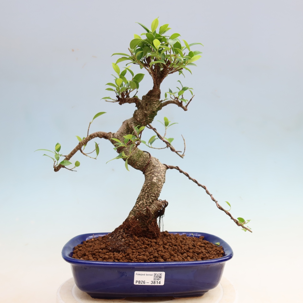 Pokój bonsai - Ficus kimmen - figowiec drobnolistny
