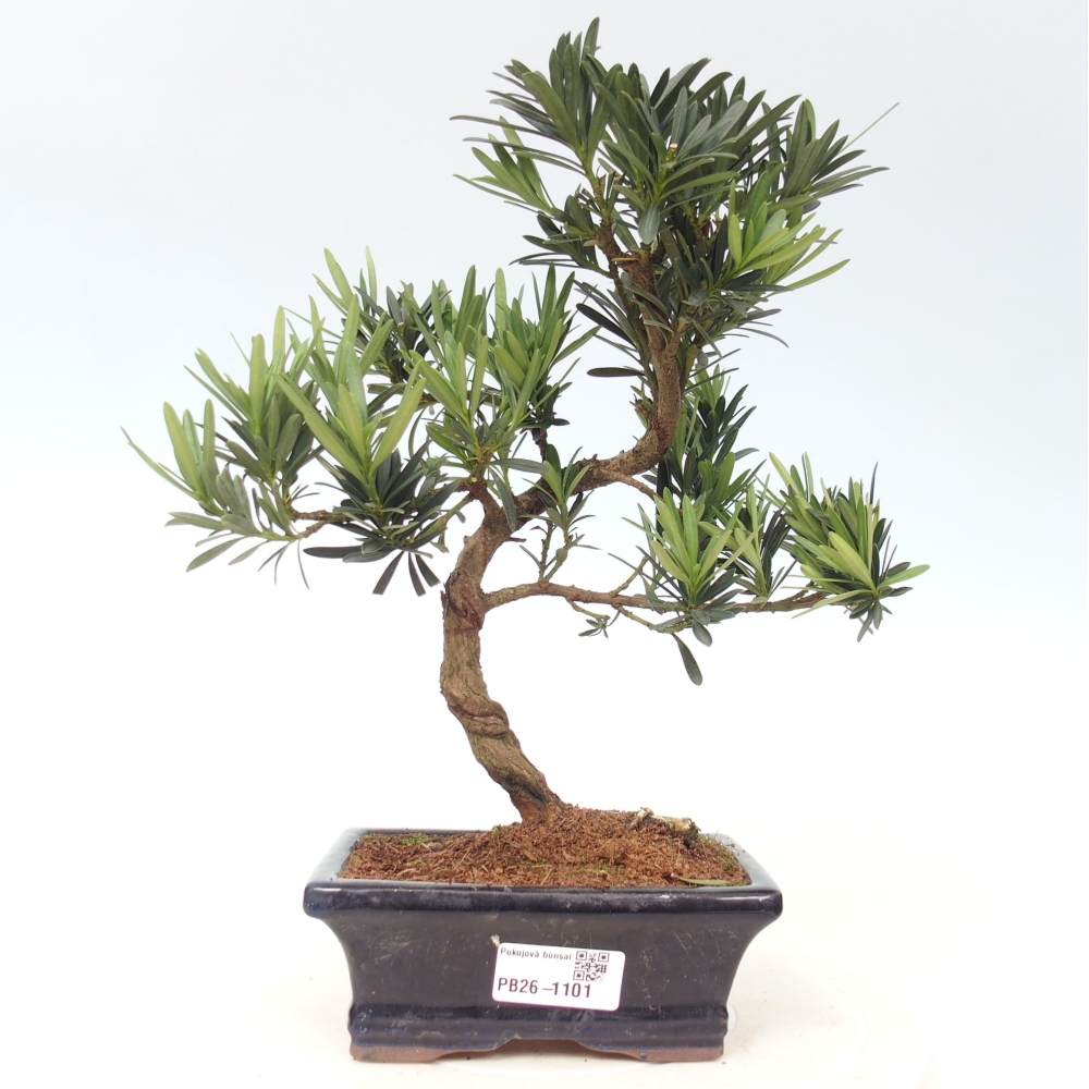 Pokój bonsai - Podocarpus - Kamienny cis
