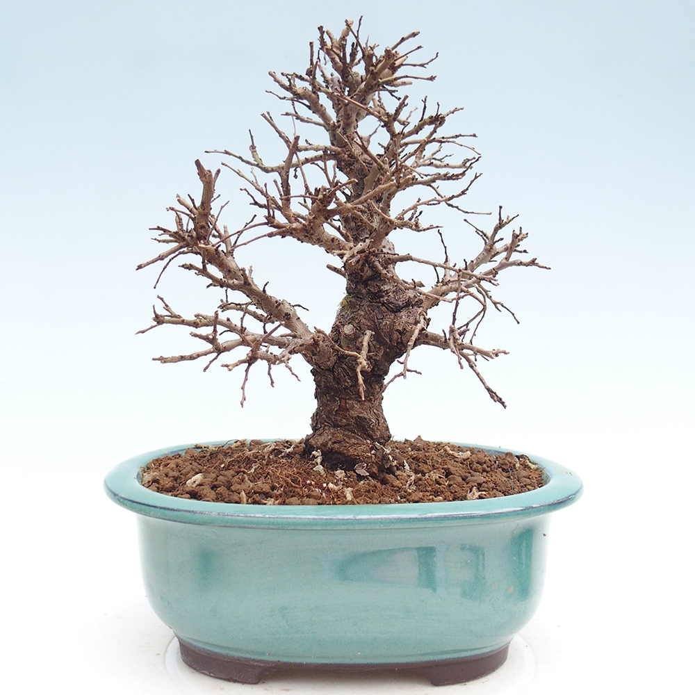 Bonsai zewnętrzne - Zelkova - Zelkova NIRE