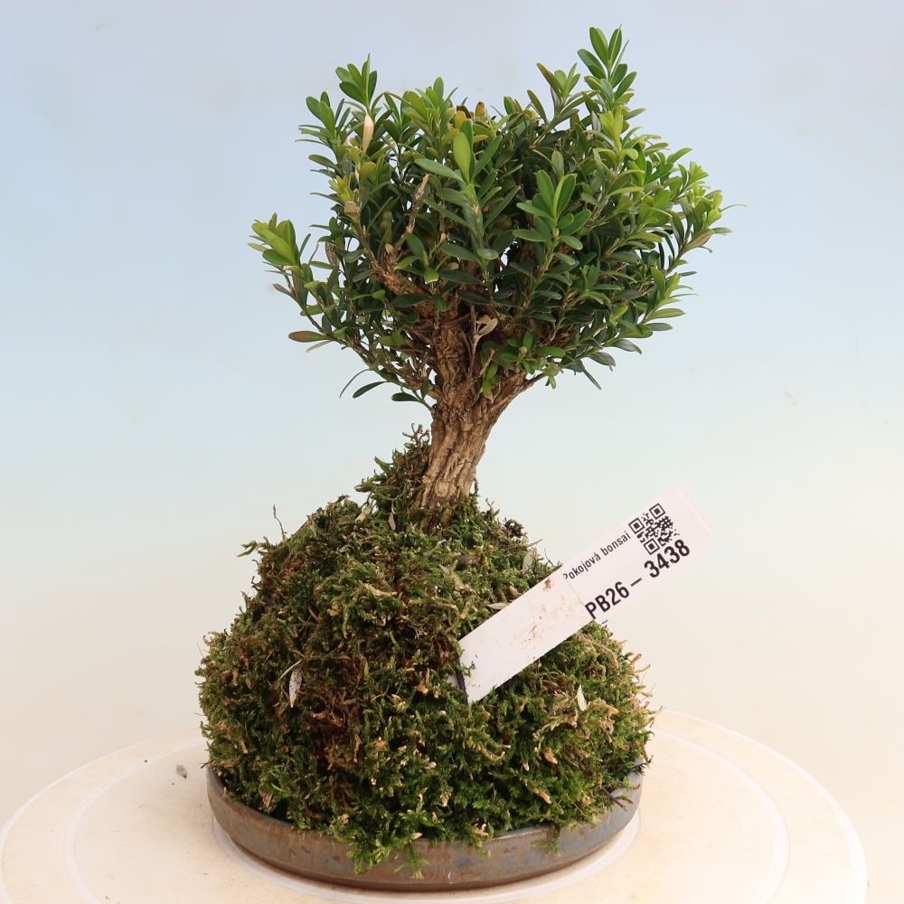 Kokedama z podstawką – Buxus harlandii – bukszpan korkowy  