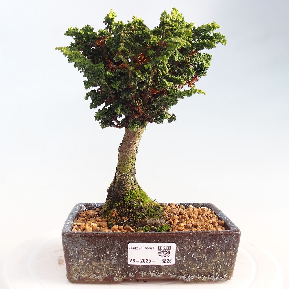 Bonsai zewnętrzne - Cham. obtusa SEKKA HINOKI - Cyprys