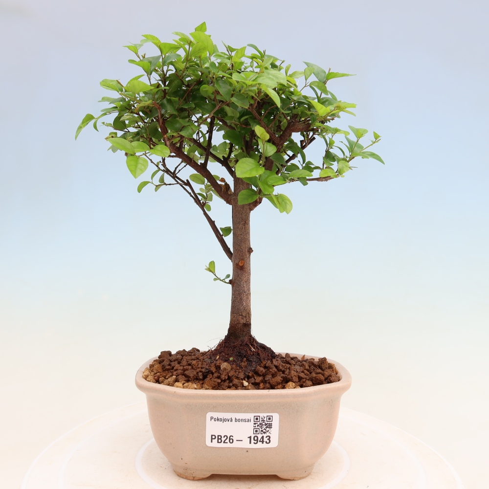 Bonsai pokojowe - Sageretia thea - Sageretia thea