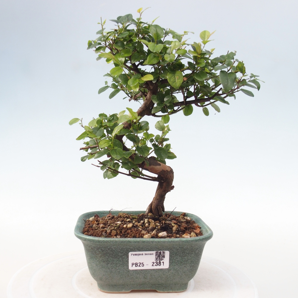 Bonsai wewnętrzne - Sagerécie thea - Sagerécie thea