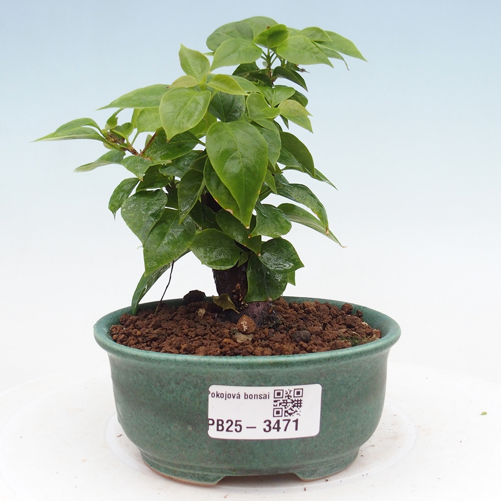 Pokój bonsai - Bouganwilea