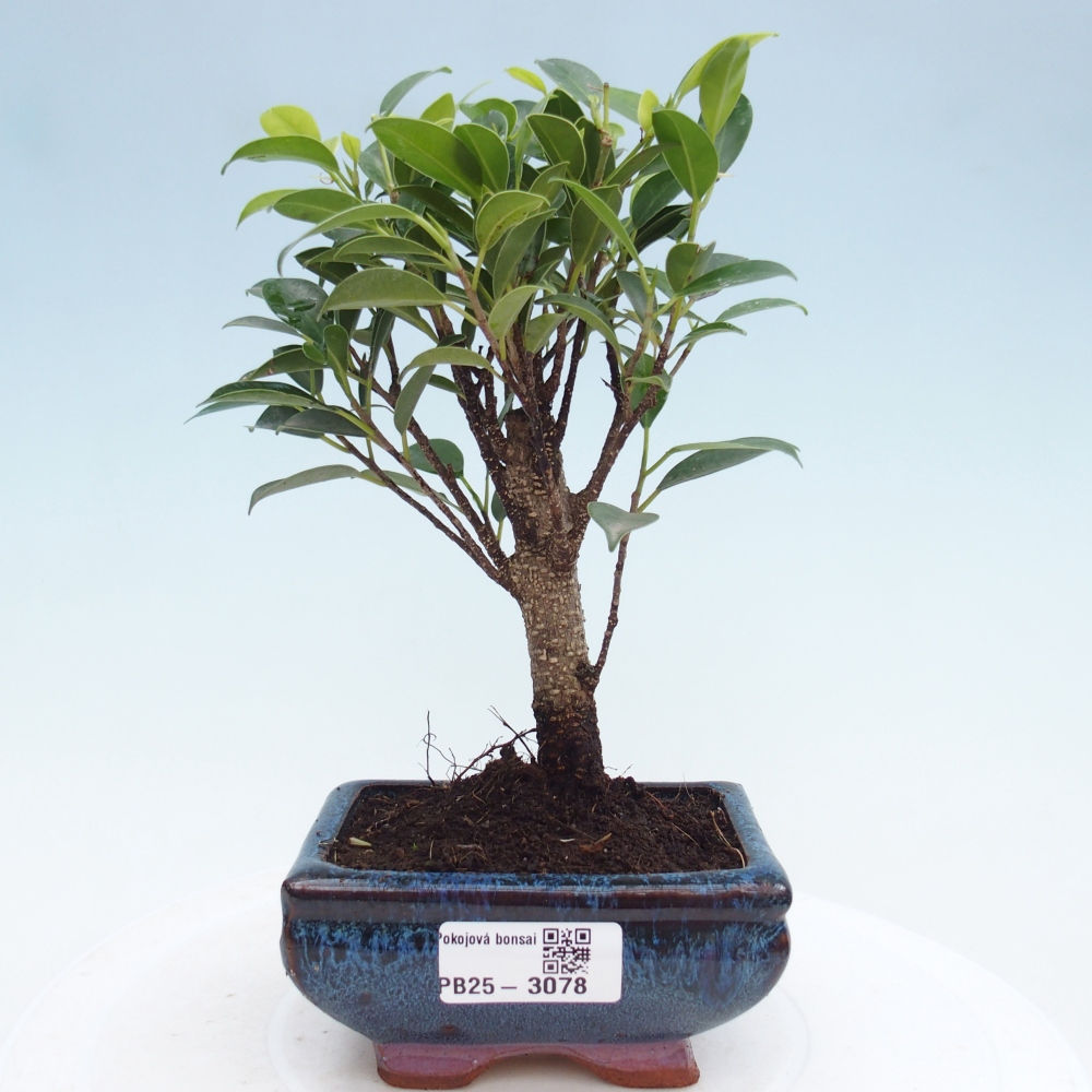 Pokojová bonsai - Ficus retusa - malolistý fíkus